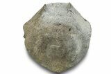 Fossil Whale Lumbar Vertebra - Yorktown Formation #250137-3